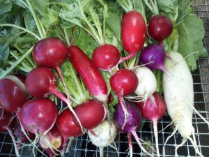 radish