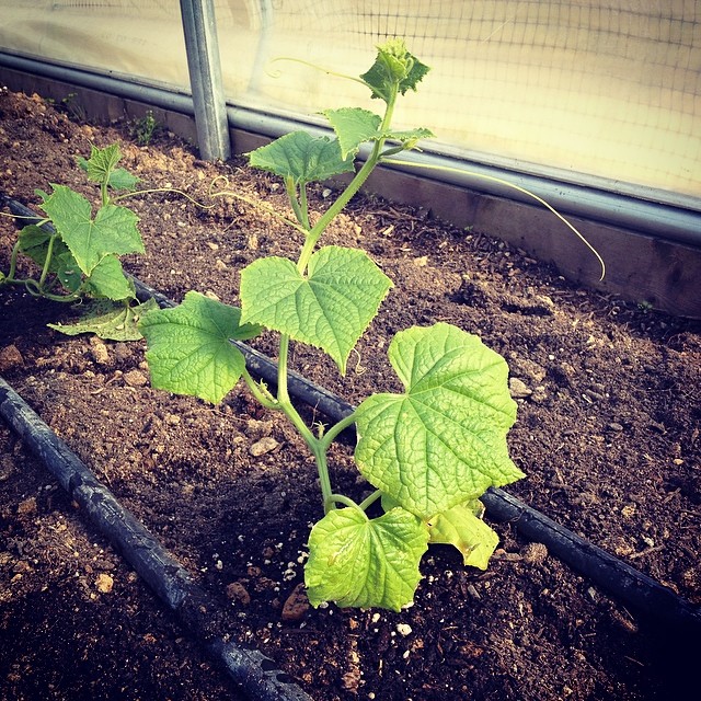 cucumbers in tunnel