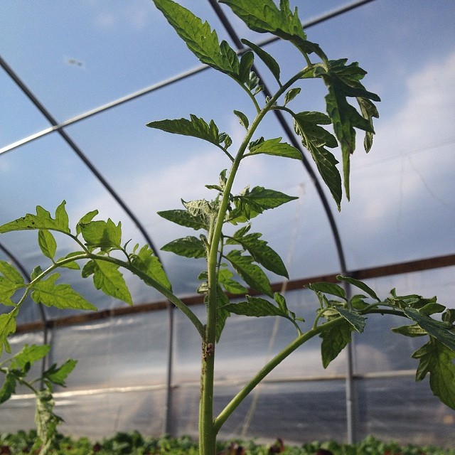 tomato plant