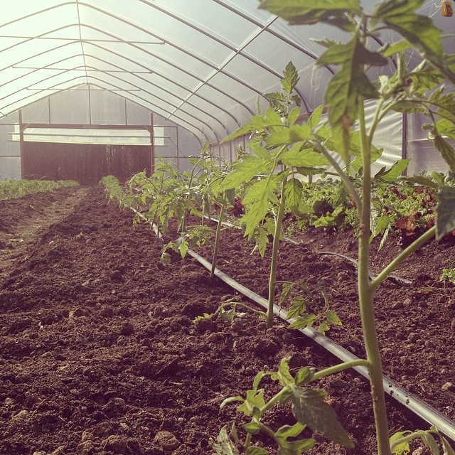 tomatoes in tunnel