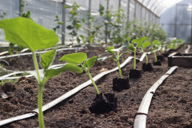 cucumber plants high tunnel