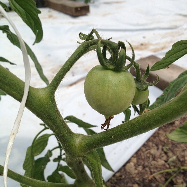 green tomato greenhouse