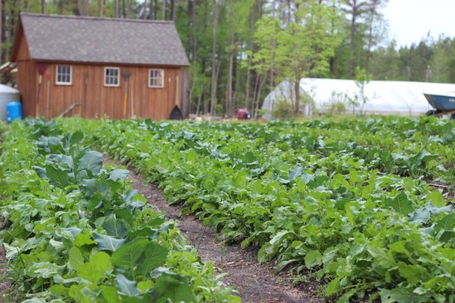 greens field shed greenhouse