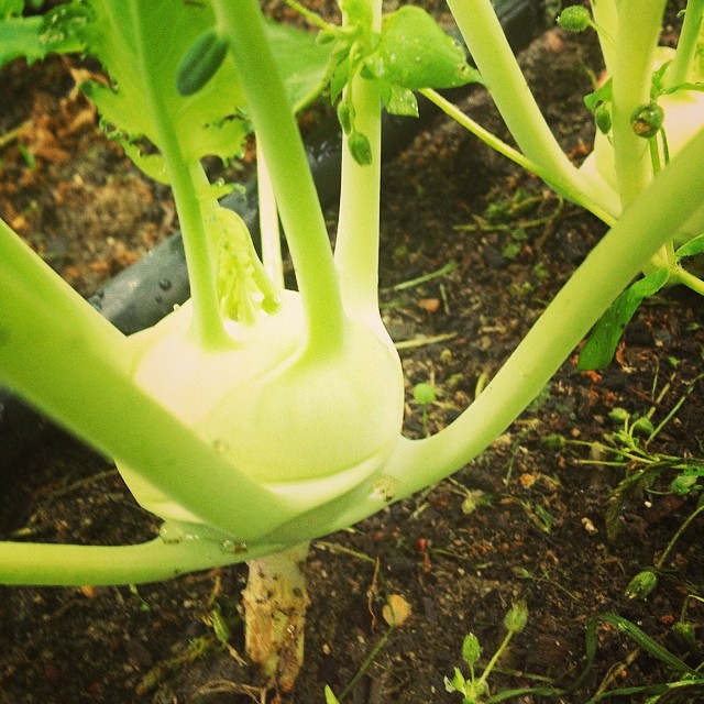 kohlrabi