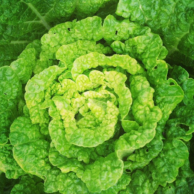 napa cabbage