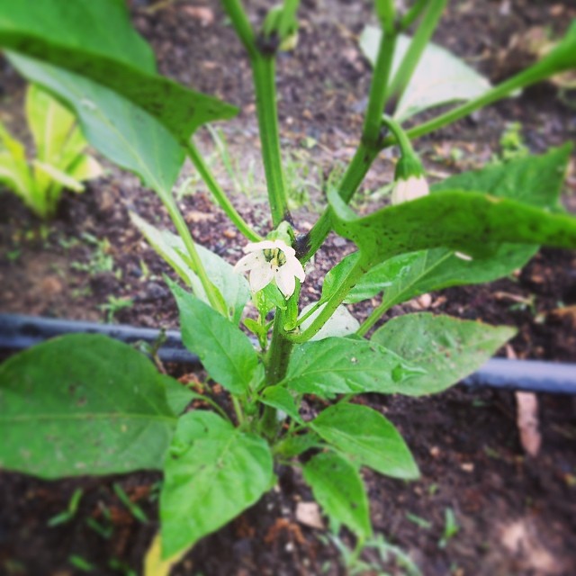 pepper flower