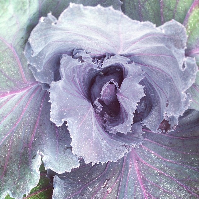 purple cabbage