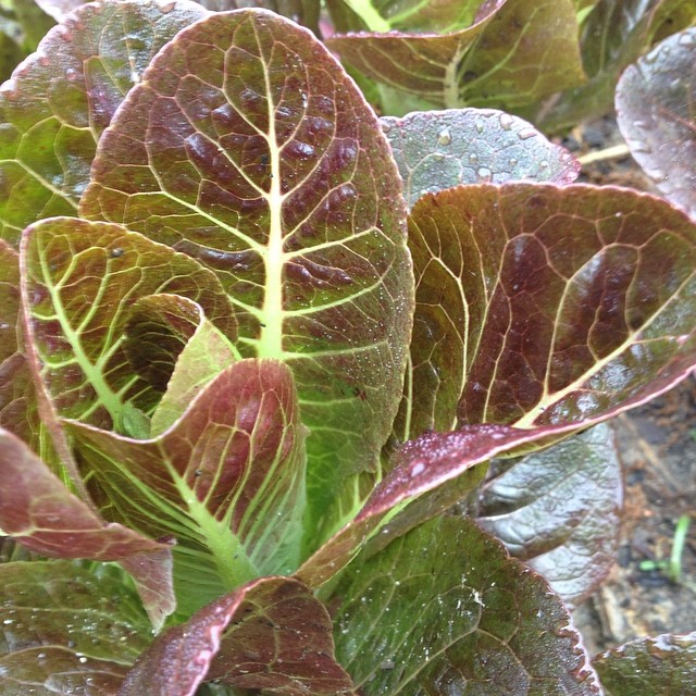 red head lettuce