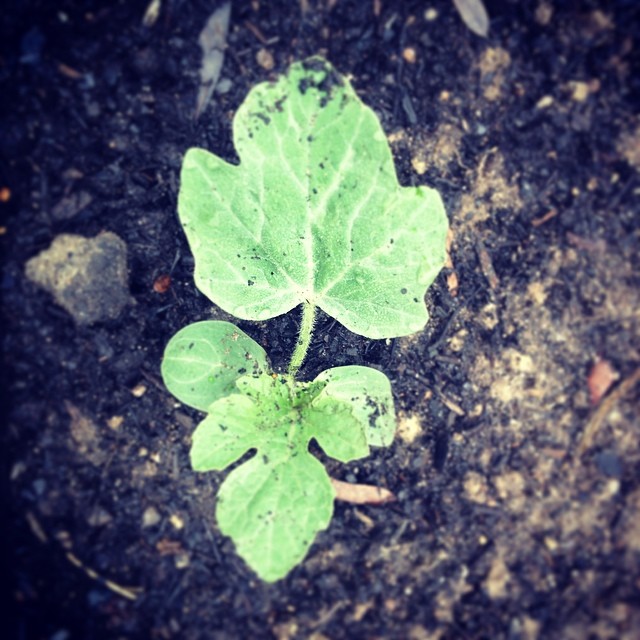 watermelon seedling