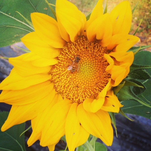 bee sunflower