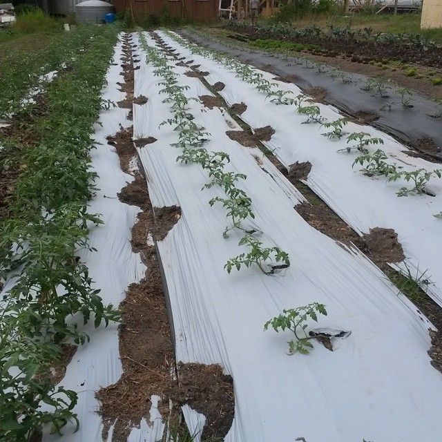 tomato plants in field