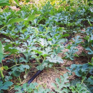 watermelon plant