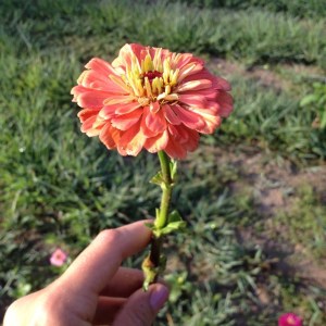 zinnia
