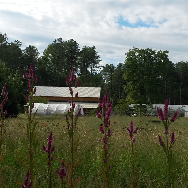 barn flowers
