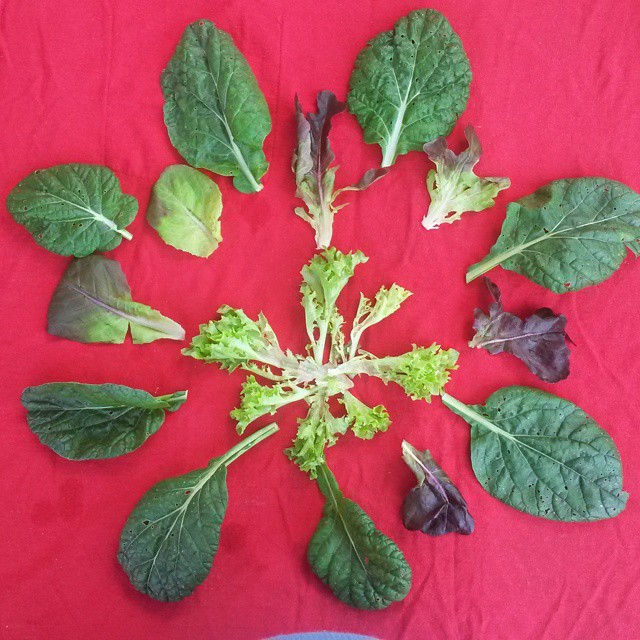 lettuce leaf mandala