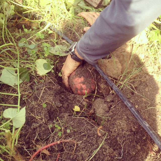 sweet potato harvest