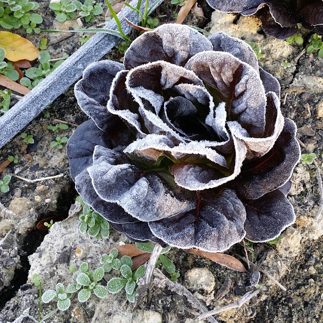 lettuce frost 2014-11-03