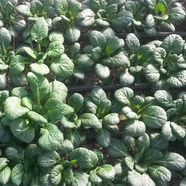 high tunnel yukina asian spinach