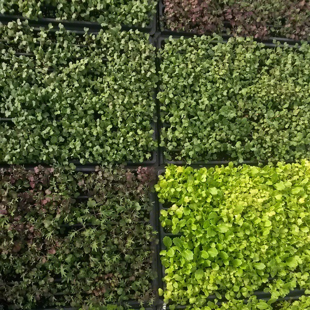 microgreens