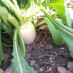 turnip