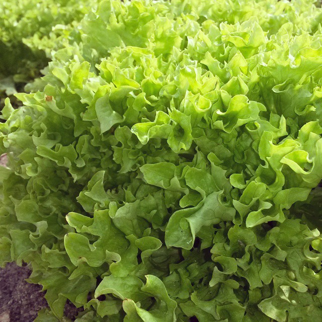 tunnel green salanova