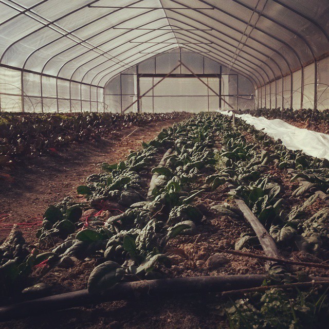 tunnel spinach