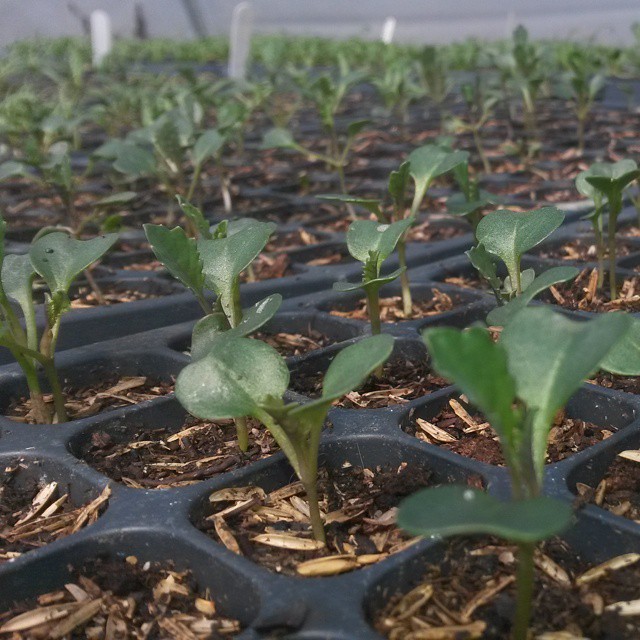 seedlings