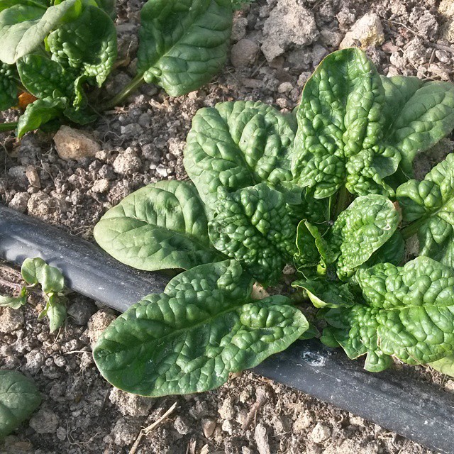 spinach high tunnel
