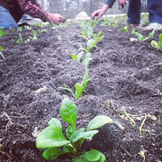 spinach planting