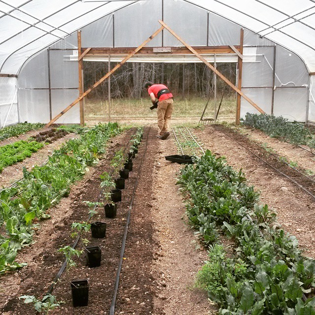 Dan high tunnel tomatoes