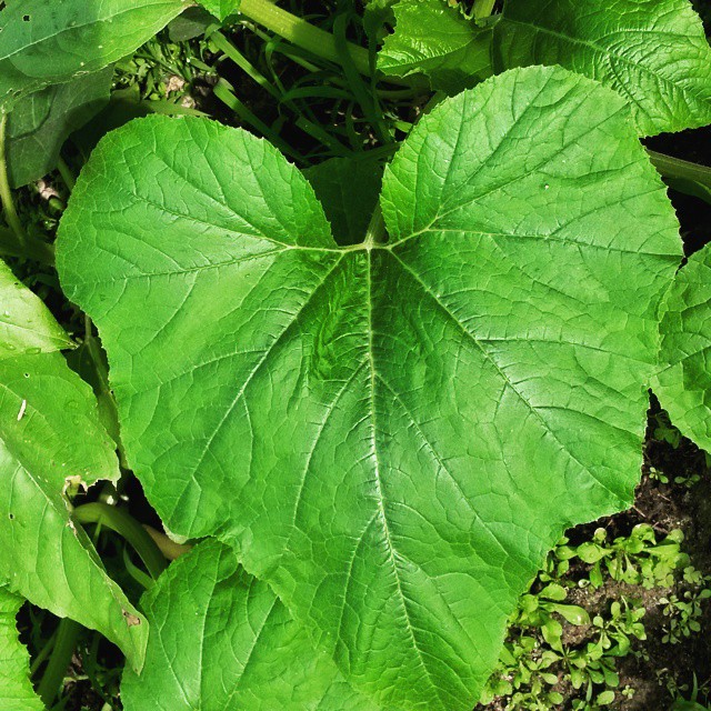 squash leaf heart
