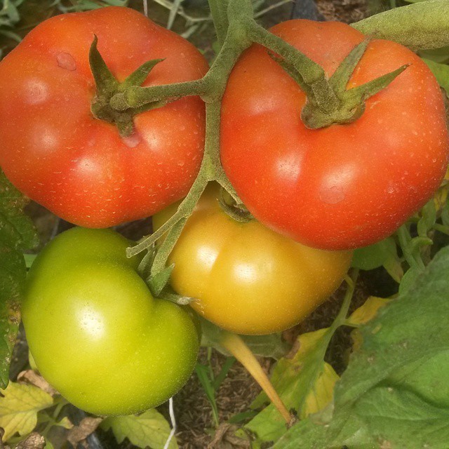 tomatoes