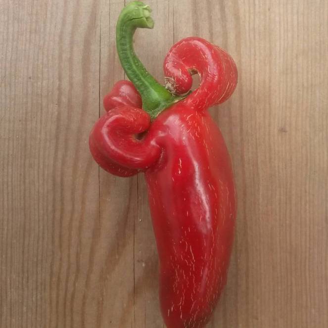 fancy jalapeno