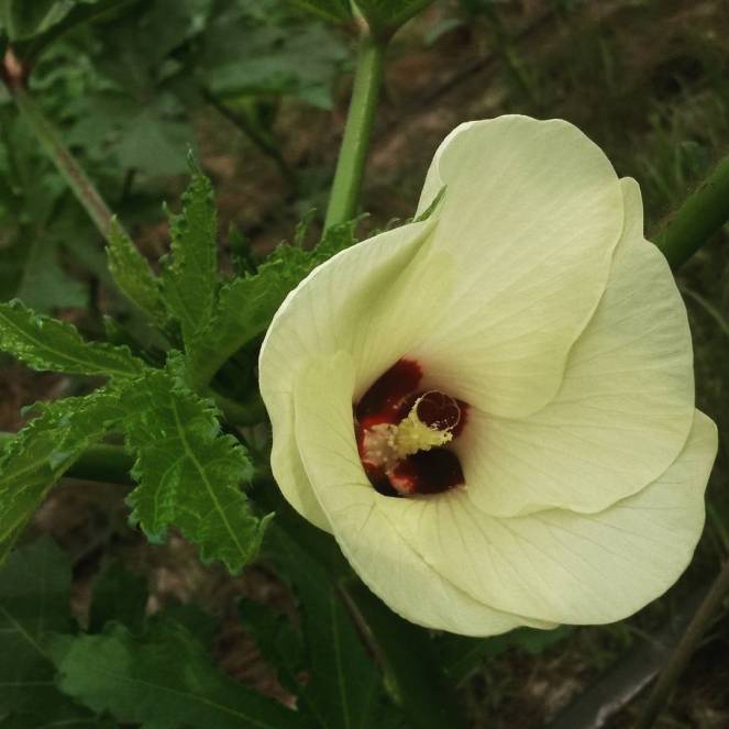 okra flower