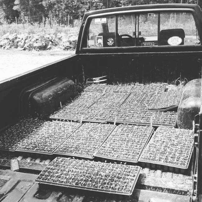 farm truck seedling trays