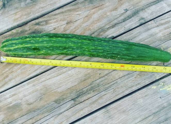 su yo long cucumber