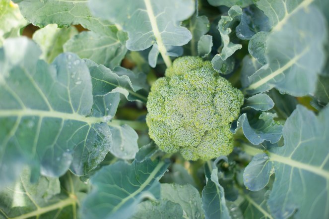 broccoli close up b