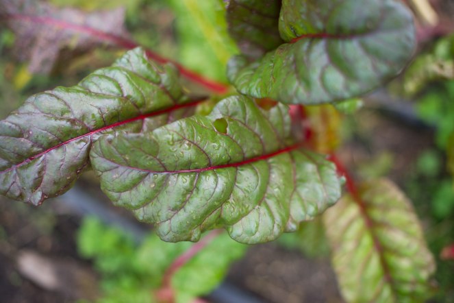 chard close up