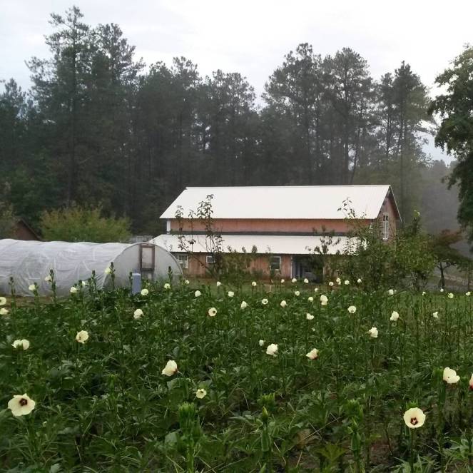 okra barn mist