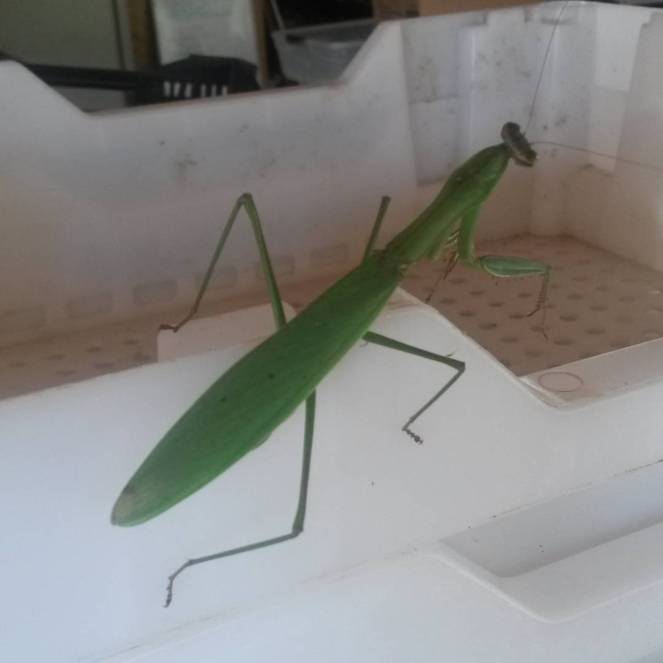 praying mantis