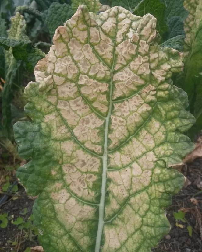 tuscan kale frost damage