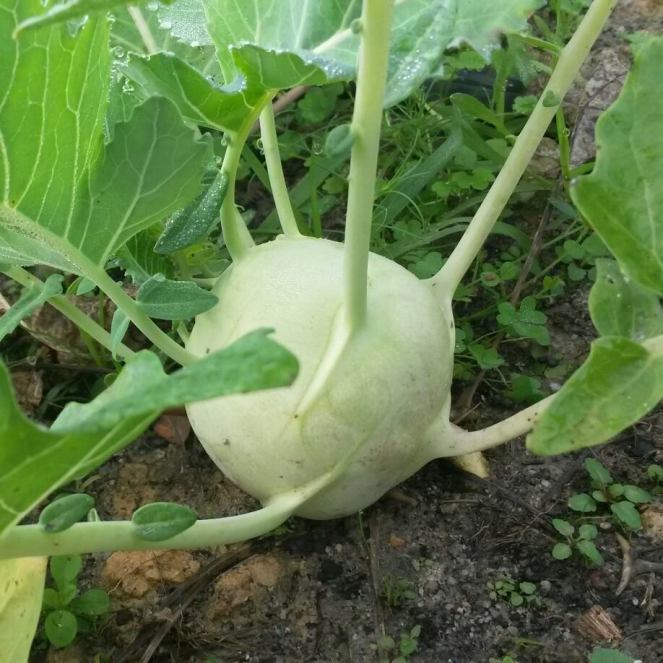 kohlrabi green