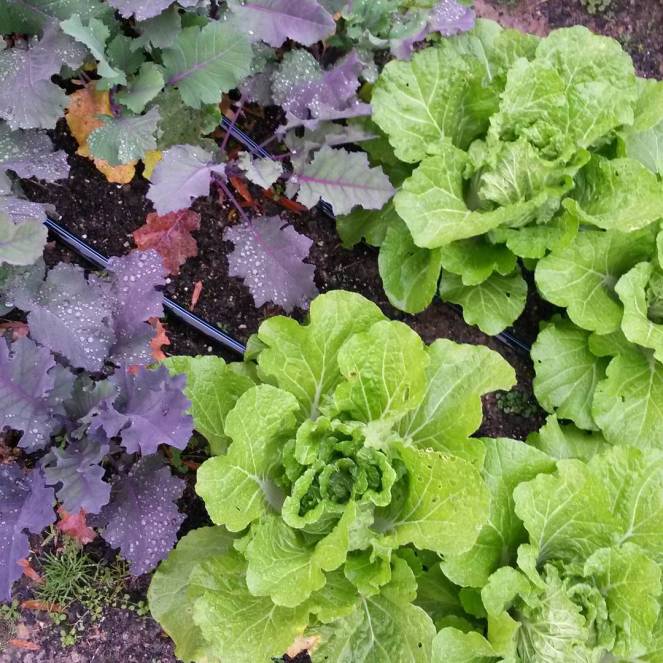 kohlrabi napa cabbage