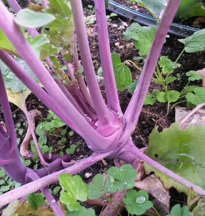 kohlrabi purple growing