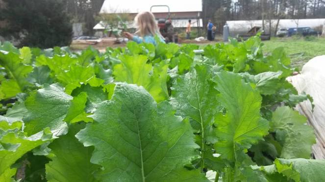 raab barn background