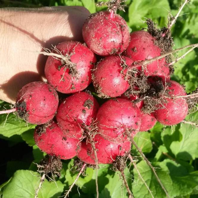 radishes soil