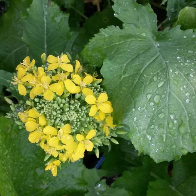 rapini broccoli raab