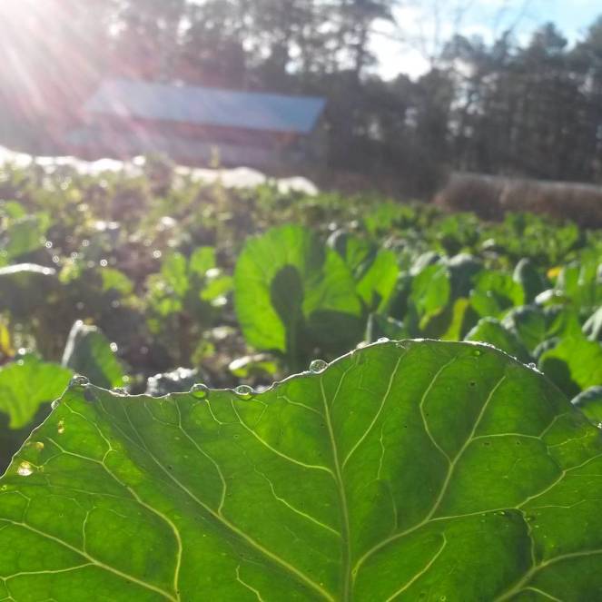 collards dew sunrise