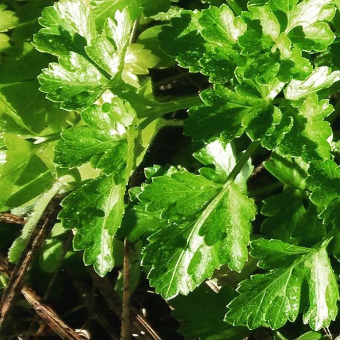 parsley