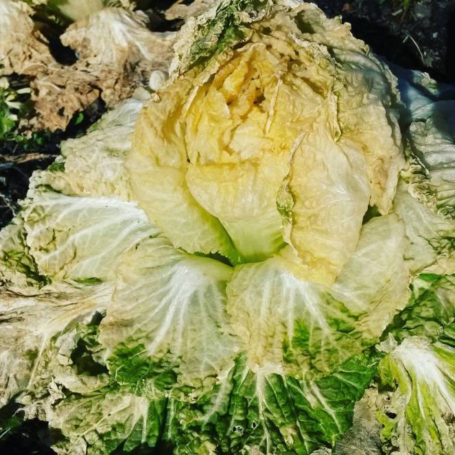 napa cabbage 2016-01-21